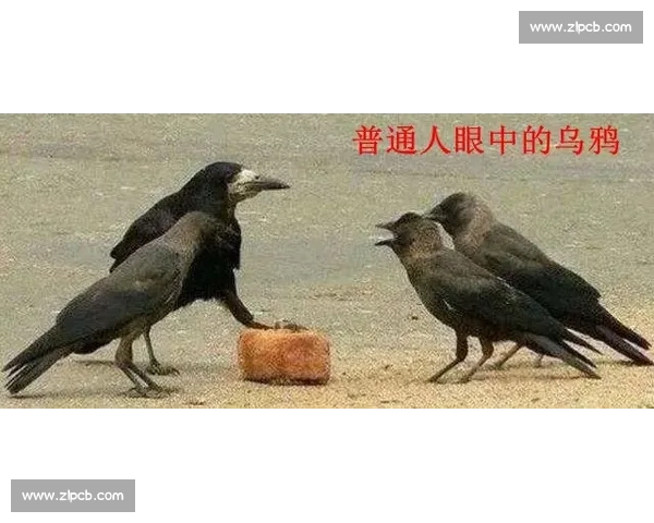 猫与鹰的天空较量：捕猎本能与灵巧身手的极限对决
